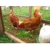 FARMYARD MIX OF LARGE FOWL EGGS.
